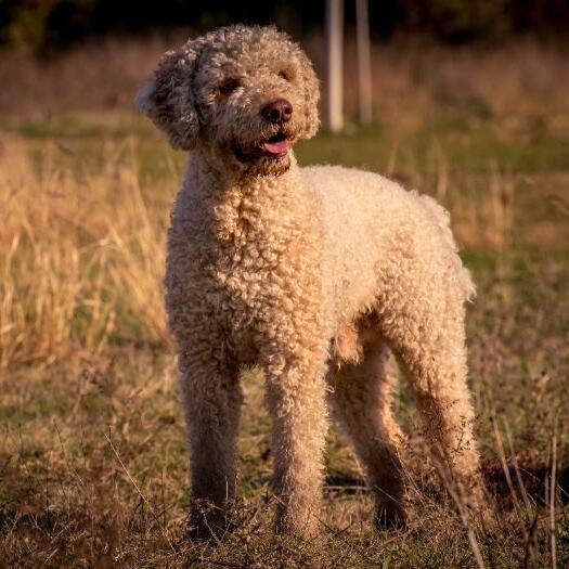 Lagotto fashion meaning